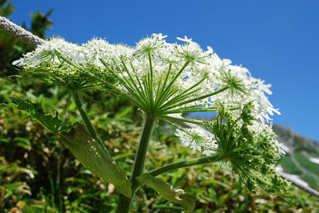 下から見たオオハナウドの花