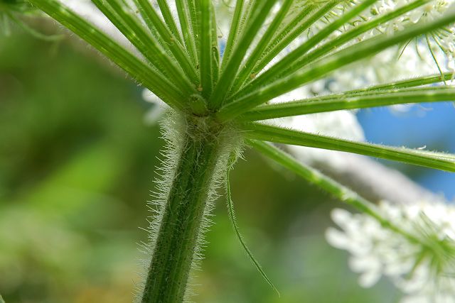 オオハナウドの茎の密毛