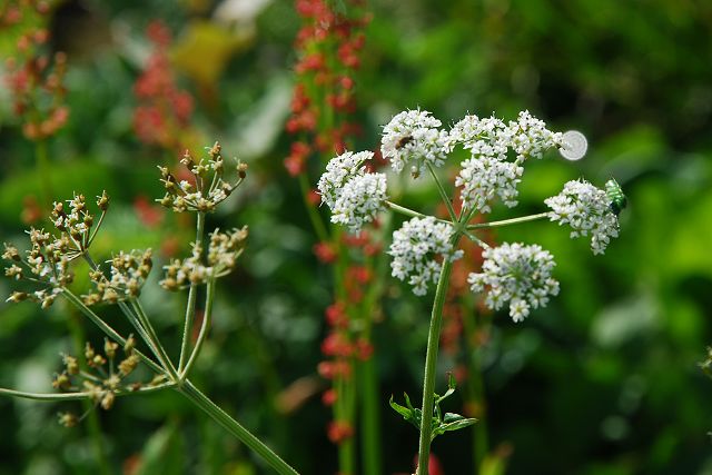 シラネニンジンの花