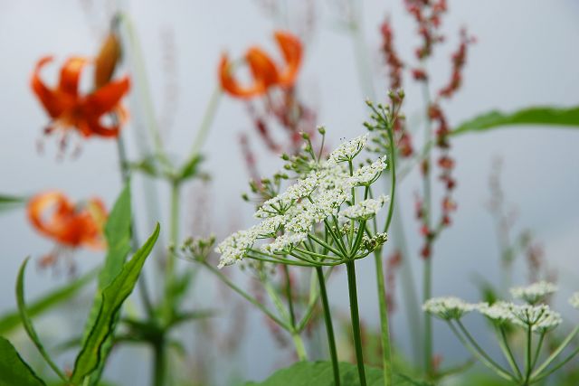 キレハハクサンボウフウの花とクルマユリ