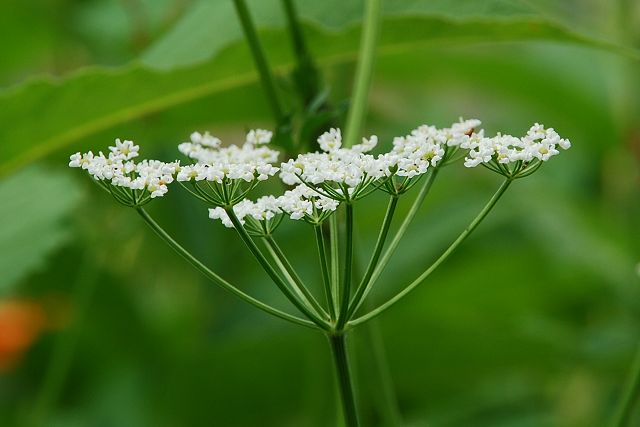 真横から見たキレハハクサンボウフウの花