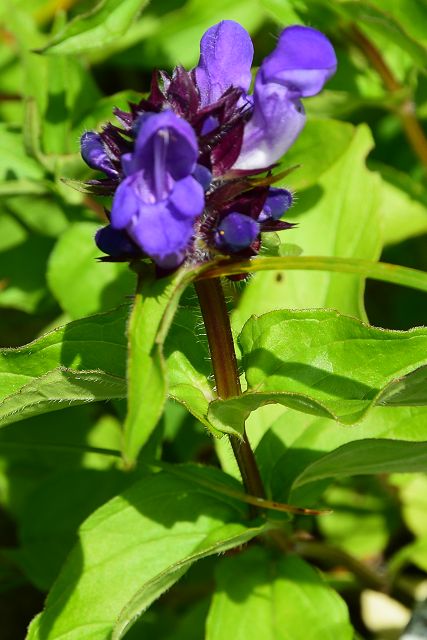 タテヤマウツボグサの茎