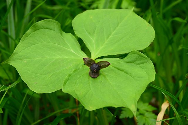 早月尾根で見たエンレイソウの葉