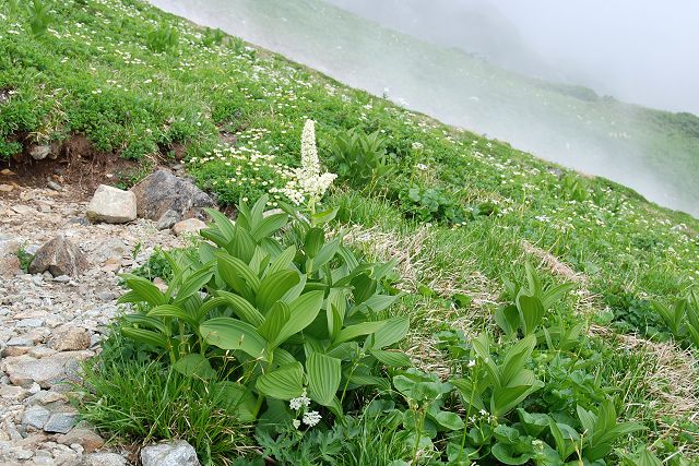 雷鳥坂の斜面にあるお花畑に咲くコバイケイソウ