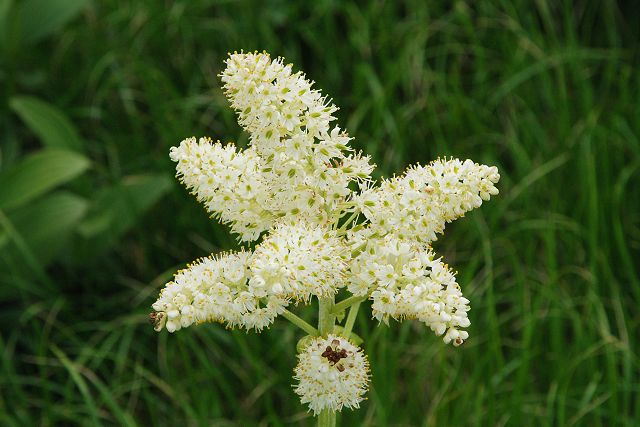 コバイケイソウの花