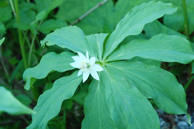 キヌガサソウの花