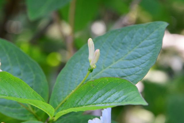 オオヒョウタンボクの蕾