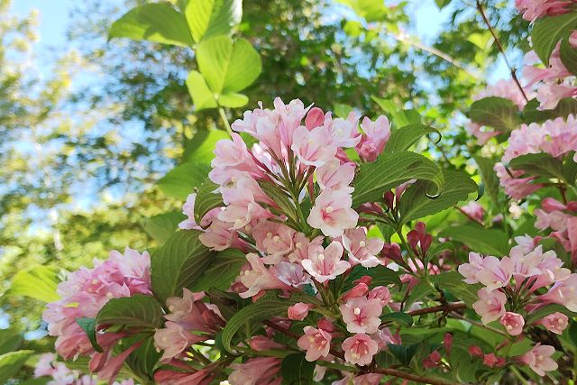 タニウツギの花