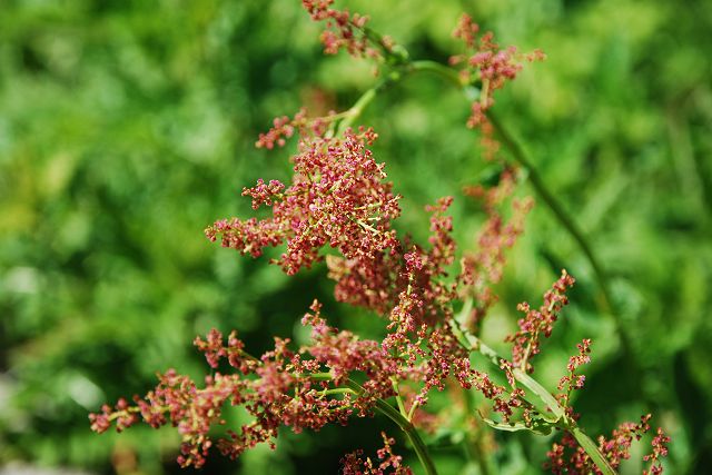 タカネスイバの花