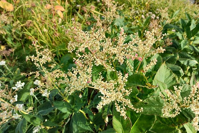 花の散ったウラジロタデ