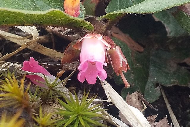 イワナシの花