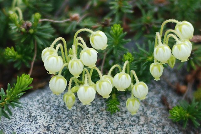 アオノツガザクラの花