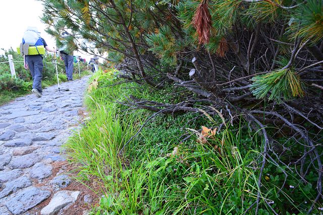 立山室堂平のみくりが池散策道沿いに生えるシラタマノキの群落