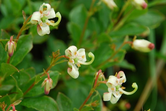 ミヤマホツツジの花