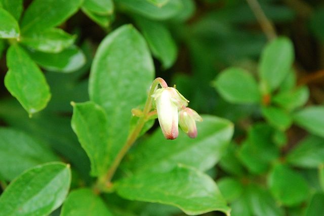 ミヤマホツツジの蕾