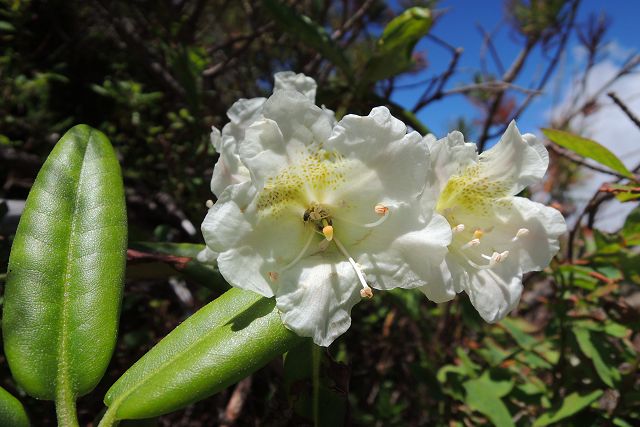 ハクサンシャクナゲの花