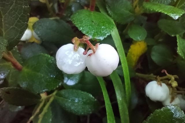 朝露に濡れるシラタマノキの白い実