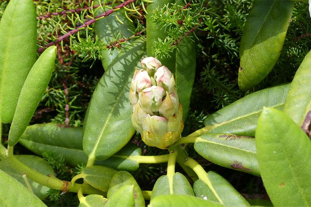 ハクサンシャクナゲの蕾、硬い蕾