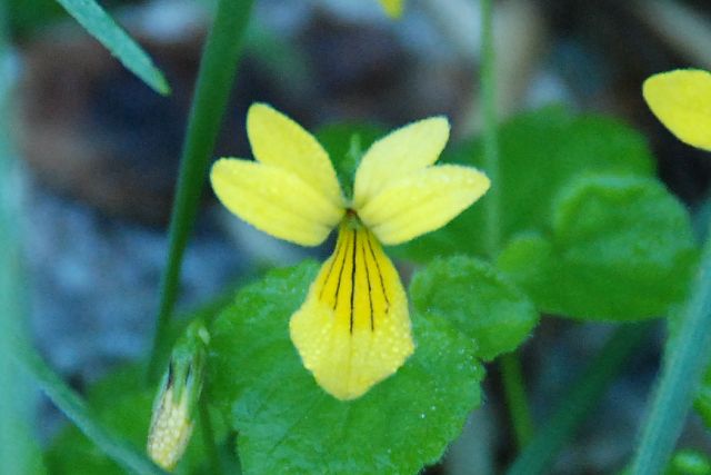 キバナノコマノツメの花