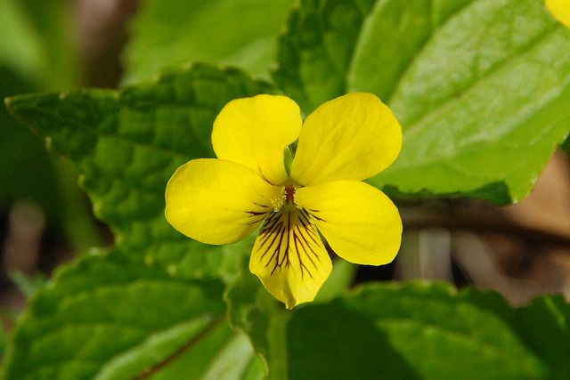 オオバキスミレの花