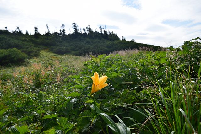 薬師平に咲くゼンテイカ