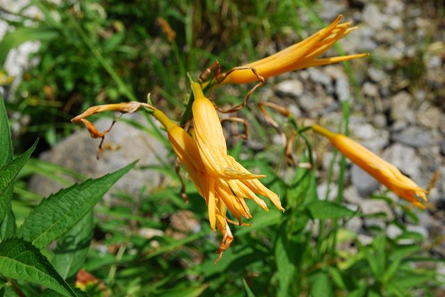 花の終わったニッコウキスゲ