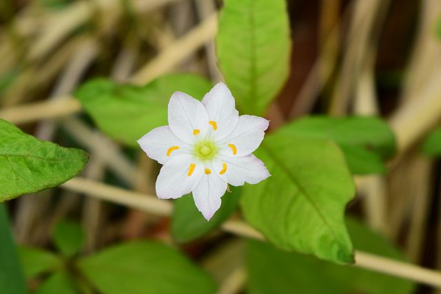 立山室堂平で見たツマトリソウの花