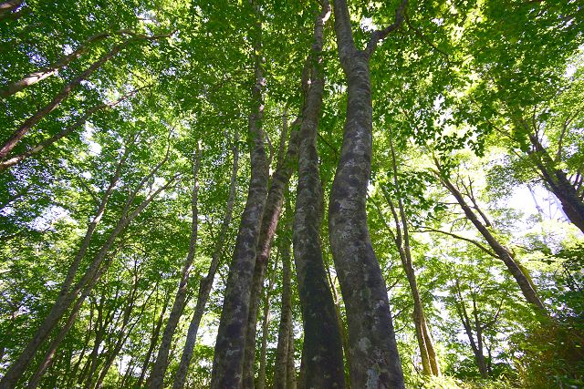 宝達山のブナ林