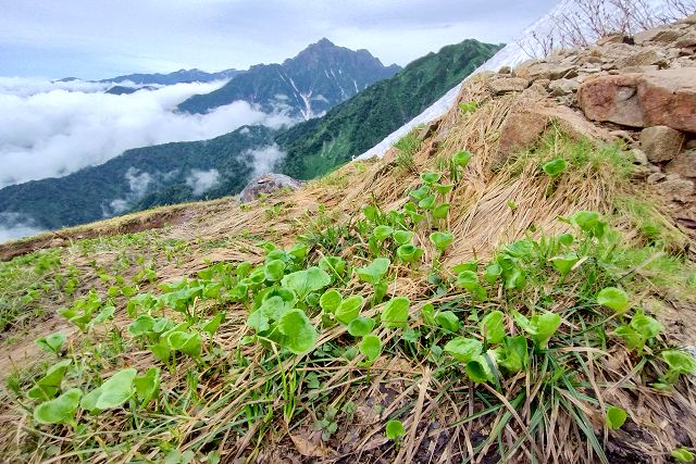 イワイチョウの若葉と剱岳