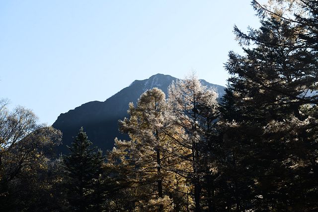 晩秋、田代池から眺めた六百山とカラ松の紅葉