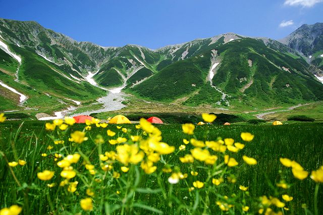 お花畑にテント場