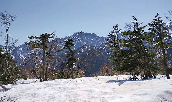 大熊山 山頂北部ではオオシタビソ？の林の向こうに剱岳を眺めることが出来ます。