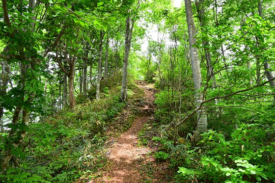 大品尾根 1320m地点の平坦な登山道