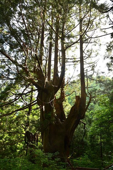 登山道の上から見下ろした松尾山の大杉