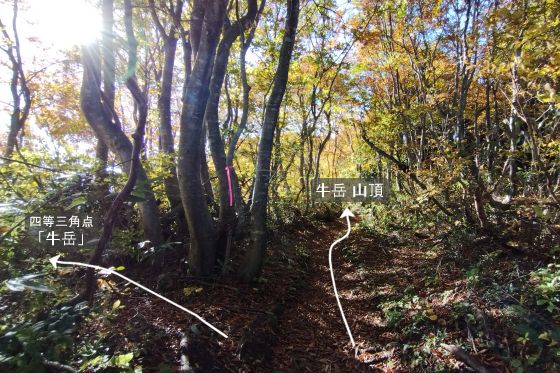 登山道から四等三角点へ