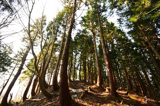 八乙女山 南峰（最高地点）